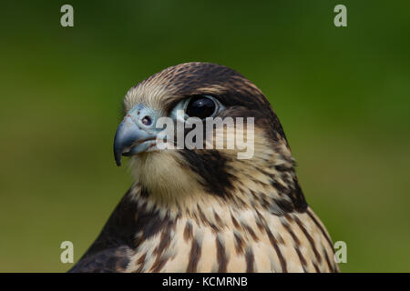 Falco pellegrino. Falco peregrinus. Closeup ritratto del singolo bambino prigioniero maschio. La contea di Powys. Galles Foto Stock