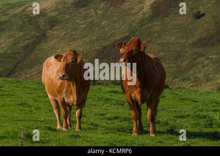 Limousin bestiame. In piedi in campo. La contea di Powys. Galles Foto Stock