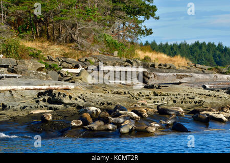 Una mandria di harbor guarnizioni (Phoca vitulina); stabilisce crogiolarsi nella calda luce del sole su un isola appartata spiaggia vicino a Vancouver Island British Columbia Canada Foto Stock