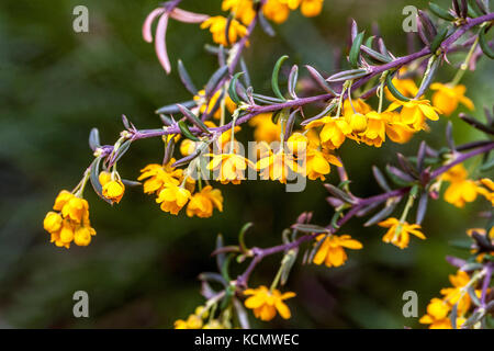 Giallo primo piano fiore Barberry Berberis stenophylla Foto Stock