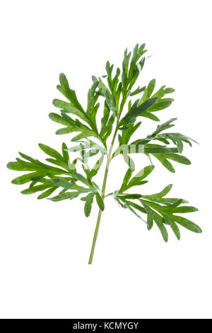 Le foglie fresche su un ramo di Artemisia absinthium assenzio assenzio . comuni di assenzio su un whitebackground Foto Stock