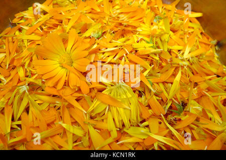 Fatti in casa crema di calendula dalla Flower Garden Foto Stock