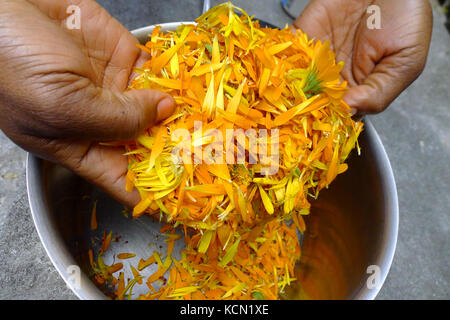 Fatti in casa crema di calendula dalla Flower Garden Foto Stock