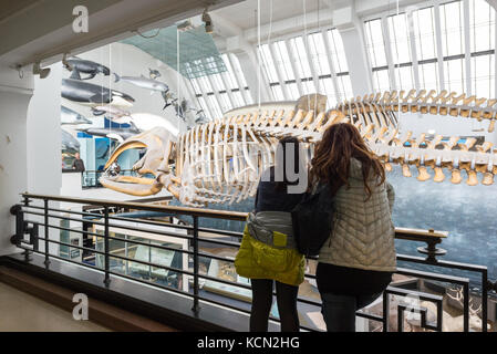 Due giovani donne i visitatori si affacciano sospeso scheletri di balena presso il Museo di Storia Naturale di Londra, Regno Unito Foto Stock