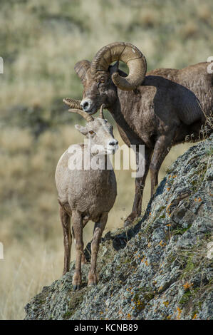 Maschio e femmina pecore bighorn, Ovis canadensis, Central Montana, USA Foto Stock