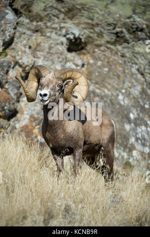 Voce maschile Bighorn, Ovis canadensis, Central Montana, USA Foto Stock