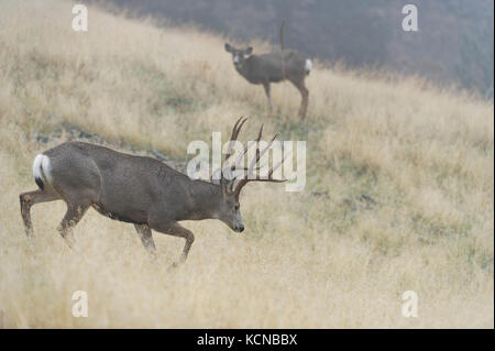 Maschio di mulo cervo Odocoileus hemionus Central Montana, USA Foto Stock