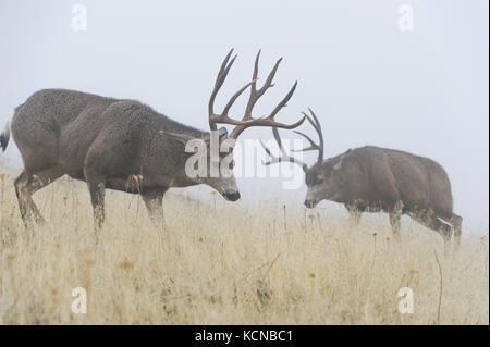 Maschio di mulo cervo Odocoileus hemionus Central Montana, USA Foto Stock