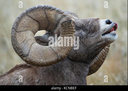 Voce maschile Bighorn, Ovis canadensis, Central Montana, USA Foto Stock