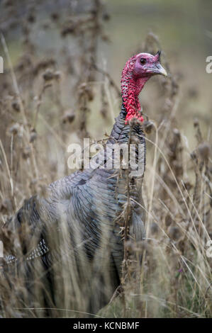 Merriams maschio tacchini, Meleagris gallopavo merriami, Central Idaho, Stati Uniti d'America Foto Stock