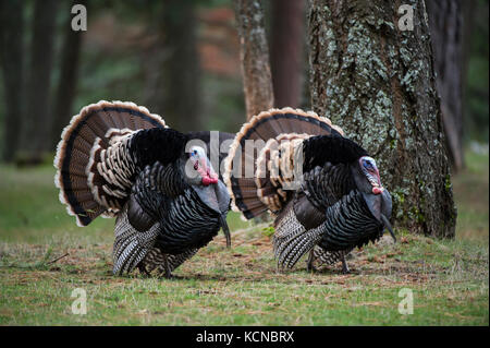 Merriams maschio tacchini, Meleagris gallopavo merriami, Central Idaho, Stati Uniti d'America Foto Stock