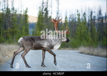 Maschio di terreno boscoso dei caribù, Rangifer tarandus caribou, Central British Columbia, Canada Foto Stock