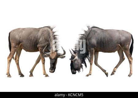 Set di due blue wildebeests ritratti Foto Stock