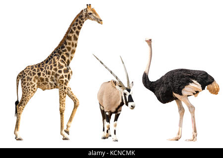 Set di oryx, giraffe e ostriche ritratto Foto Stock