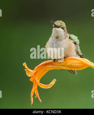 Maschio immaturo ruby-throated hummingbird, archilochus colubris, ontario, Canada Foto Stock