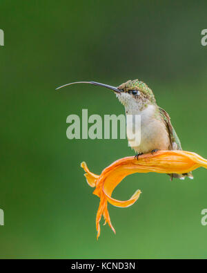 Maschio immaturo ruby-throated hummingbird, archilochus colubris, ontario, Canada Foto Stock