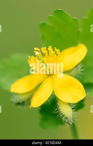 Maggiore Celandine, Provenza, Francia meridionale / (Chelidonium majus, Chelidonium grandiflorum) | Schoellkraut, Provenza, Suedfrankreich Foto Stock