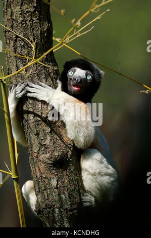 Incoronato Sifaka / (Propithecus coronatus, Propithecus verreauxi coronatus) | Kronensifaka Foto Stock