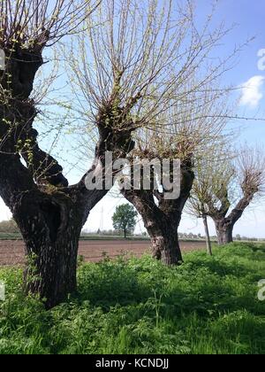 Vecchi alberi mulbery Foto Stock