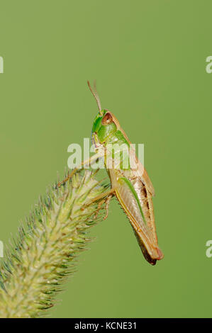 Prato Grasshopper, femmina, Renania settentrionale-Vestfalia, Germania / (Chorthippus parallelus) | Gemeiner Grashuepfer, weiblich, Renania settentrionale-Vestfalia Foto Stock