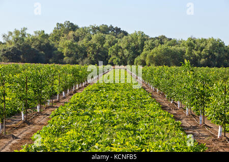 Intercropping, giovane inglese frutteto di noce, Chandler varietà " Juglans regia' consociata con Green Acorn squash 'Cucurbita pepo var. turbinate'. Foto Stock