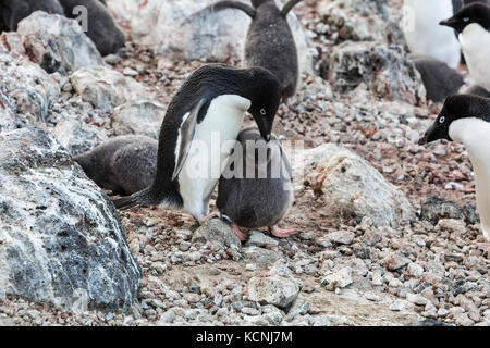 Adelie Penguins congregano di allevare i loro pulcini sull isola Paulet. Penisola antartica. Foto Stock