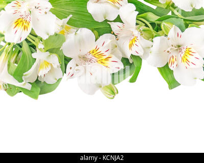 Bianco o alstroemeria giglio peruviano fiori isolati su bianco Foto Stock