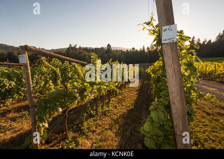 Luce della sera mette in evidenza le righe di uve al blue grouse vigneto, situato nella Valle di Cowichan, isola di Vancouver, British Columbia, Canada Foto Stock