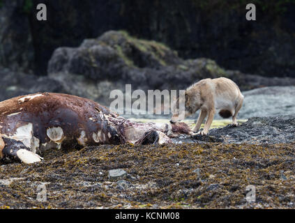 Un lupo di feed sui morti la carcassa di uno stellare sea lion lavato fino su un isola vicino a Kyuquot. Isola di Vancouver, British Columbia, Canada. Foto Stock