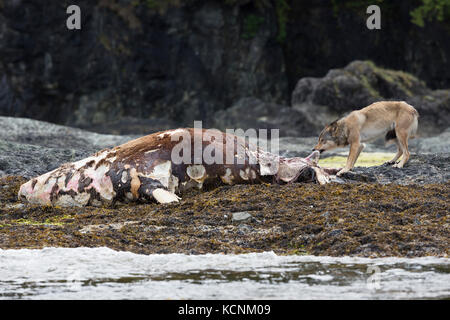 Un lupo di feed sui morti la carcassa di uno stellare sea lion lavato fino su un isola vicino a Kyuquot. Isola di Vancouver, British Columbia, Canada. Foto Stock