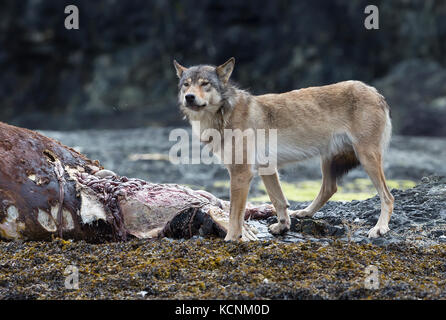 Un lupo di feed sui morti la carcassa di uno stellare sea lion lavato fino su un isola vicino a kyuquot, isola di Vancouver, British Columbia, Canada Foto Stock