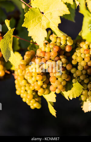 Colorata varietà delle uve pronto per la mietitura di appendere dalla vigna al blue grouse cantina si trova nella Valle di Cowichan, isola di Vancouver, British Columbia, Canada Foto Stock