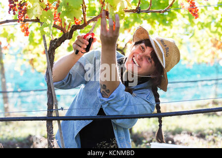 Una giovane donna di raccolti uve alla cantina di Beaufort e immobiliari in Courtenay, Il Comox Valley, l'isola di Vancouver, British Columbia, Canada. Foto Stock