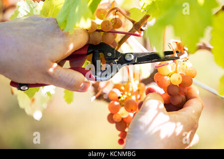 Uve alla cantina di Beaufort e immobiliari in Courtenay sono raccolti per una pressatura. Il Comox Valley, l'isola di Vancouver, British Columbia, Canada. Foto Stock