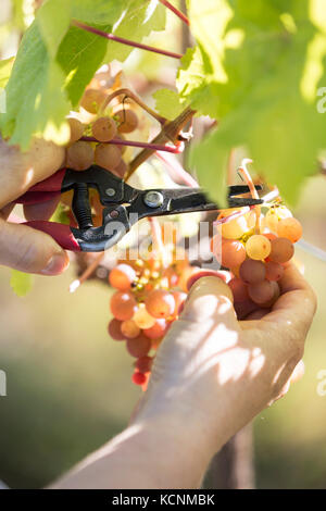 Uve alla cantina di Beaufort e immobiliari in Courtenay sono raccolti per una pressatura. Il Comox Valley, l'isola di Vancouver, British Columbia, Canada. Foto Stock