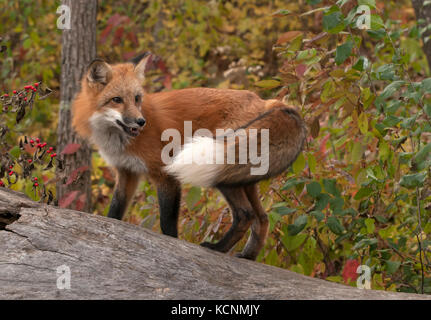 Red Fox in piedi sul log in autunno la foresta, Vulpes vulpes vulpes), captive Foto Stock