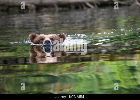 Orso grizzly (Ursus arctos horribilis), grande maschio, nuoto, khutzeymateen orso grizzly santuario, British Columbia, Canada. Foto Stock