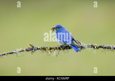 Mountain bluebird (sialia currucoides), maschio con sei-pesca maculato spider (dolomedes triton) per i pulcini, regione cariboo, British Columbia, Canada. Foto Stock
