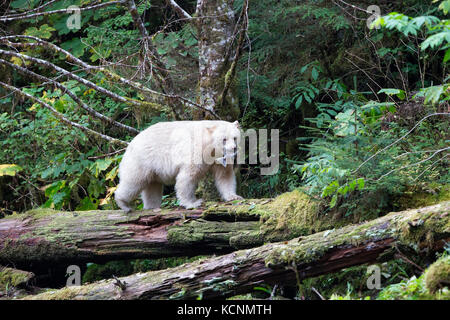 Spirito di Orso (Ursus americanus kermodei), maschio, con il colore rosa salmone (Oncorhynchus gorbuscha) , grande orso nella foresta pluviale, British Columbia, Canada Foto Stock