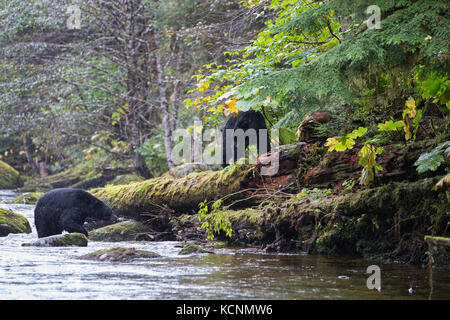 Lo spirito black bear (ursus americanus kermodei), il confronto tra il maschio (fondo) e femmina con off-telecamera cub, lungo i Salmoni (Oncorhynchus sp.) la deposizione delle uova creek, grande orso nella foresta pluviale, British Columbia, Canada Foto Stock