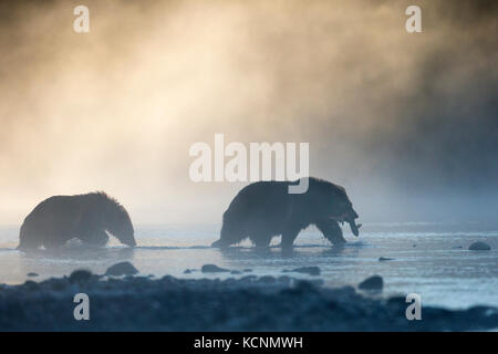 Orso grizzly (Ursus arctos horribilis), femmina con il salmone sockeye (Oncorhynchus nerka) e cub nella nebbia mattutina, regione chilcotin, British Columbia, Canada Foto Stock