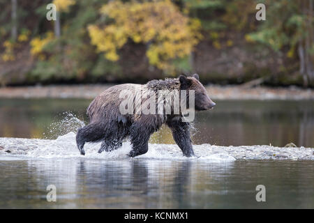 Orso grizzly (Ursus arctos horribilis), due-anno vecchio cub chilcotin regione, British Columbia, Canada. Foto Stock