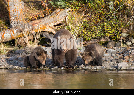 Orso grizzly (Ursus arctos horribellis), femmina che mangia salmone sockeye (Oncorhynchus nerka) e cuccioli dell'anno, Chilcotin Regione, British Columbia, Canada Foto Stock