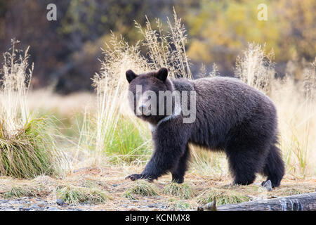 Orso grizzly (Ursus arctos horribilis), due-anno vecchio cub chilcotin regione, British Columbia, Canada. Foto Stock