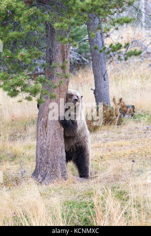 Orso grizzly (Ursus arctos horribilis), due-anno vecchio cub sfregamento della ponderosa pine (Pinus ponderosa), regione chilcotin, British Columbia, Canada. Foto Stock