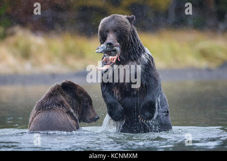 Orso grizzly (Ursus arctos horribilis), cubs (uno in piedi) interagenti oltre il salmone sockeye (Oncorhynchus nerka), all'inizio di nevicata, chilcotin regione, British Columbia, Canada. Foto Stock