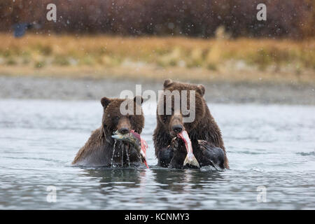 Orso grizzly (Ursus arctos horribilis), femmina e cub mangiare salmone sockeye (Oncorhynchus nerka), all'inizio di nevicata, chilcotin regione, British Columbia, Canada. Foto Stock