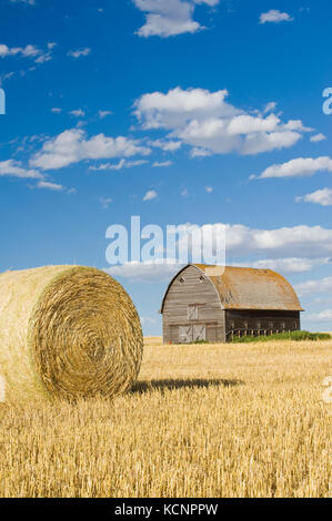 Il vecchio fienile e round del frumento duro le balle di paglia vicino Ponteix, Saskatchewan, Canada Foto Stock