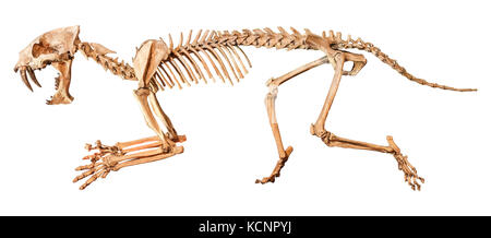 Saber - tigre dentata ( hoplophoneus primaevus ) skeleton . isolato sfondo . Foto Stock