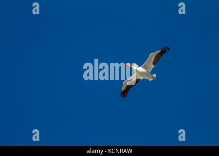 Americano bianco Pelician, Pelecanus erythrorhynchos nell'aria, Carsland Weir, Alberta, Canada Foto Stock